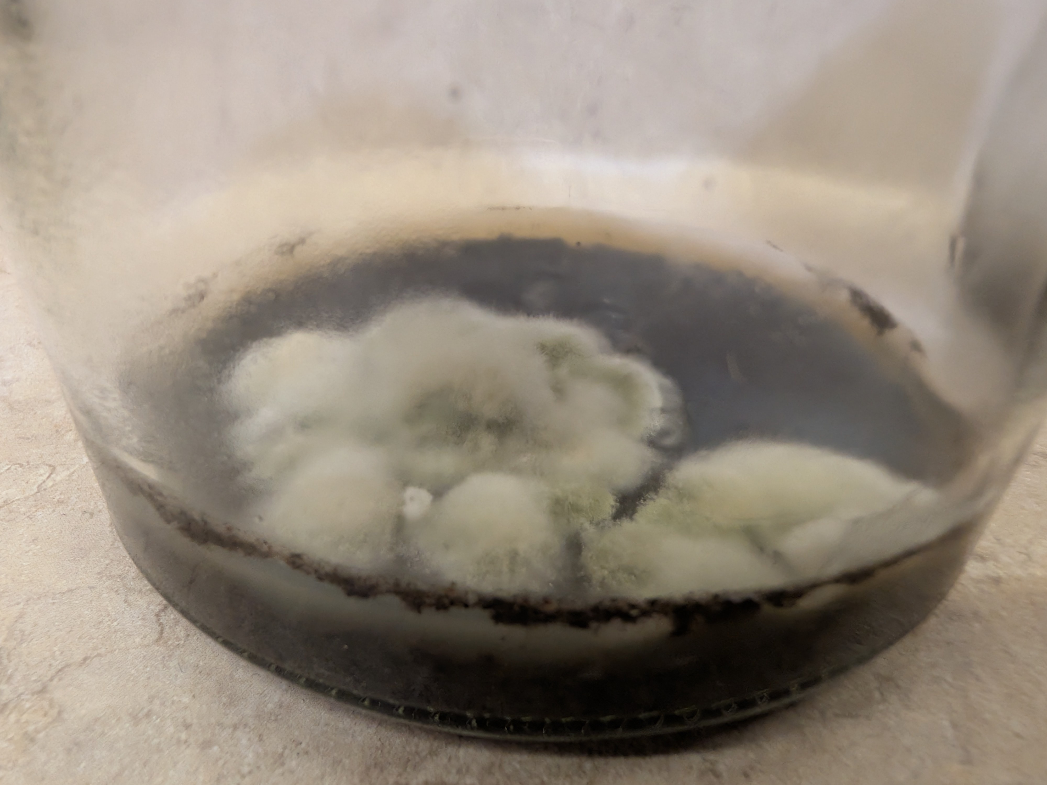 Trichoderma on Agar