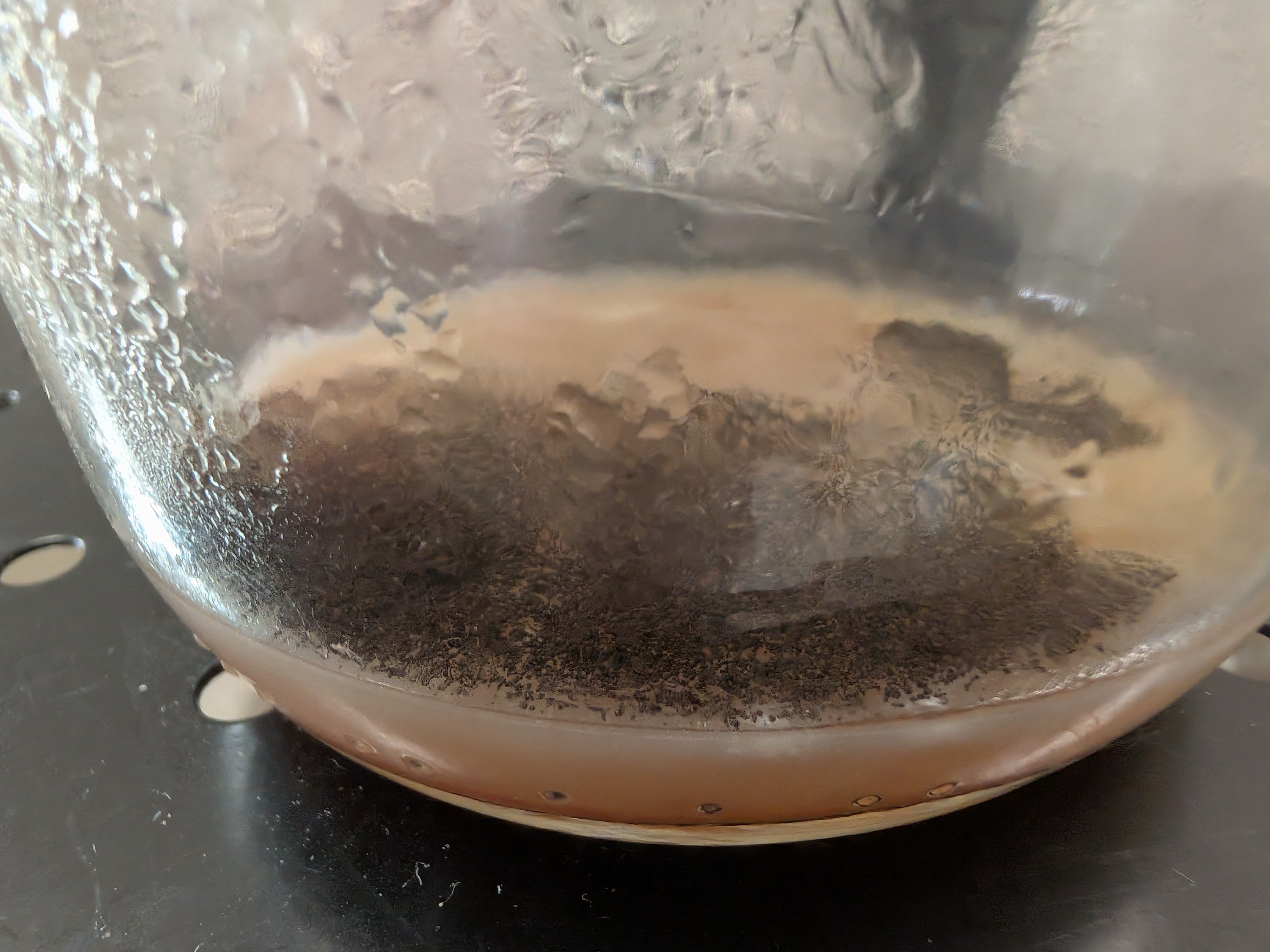 Black Mold Contamination
