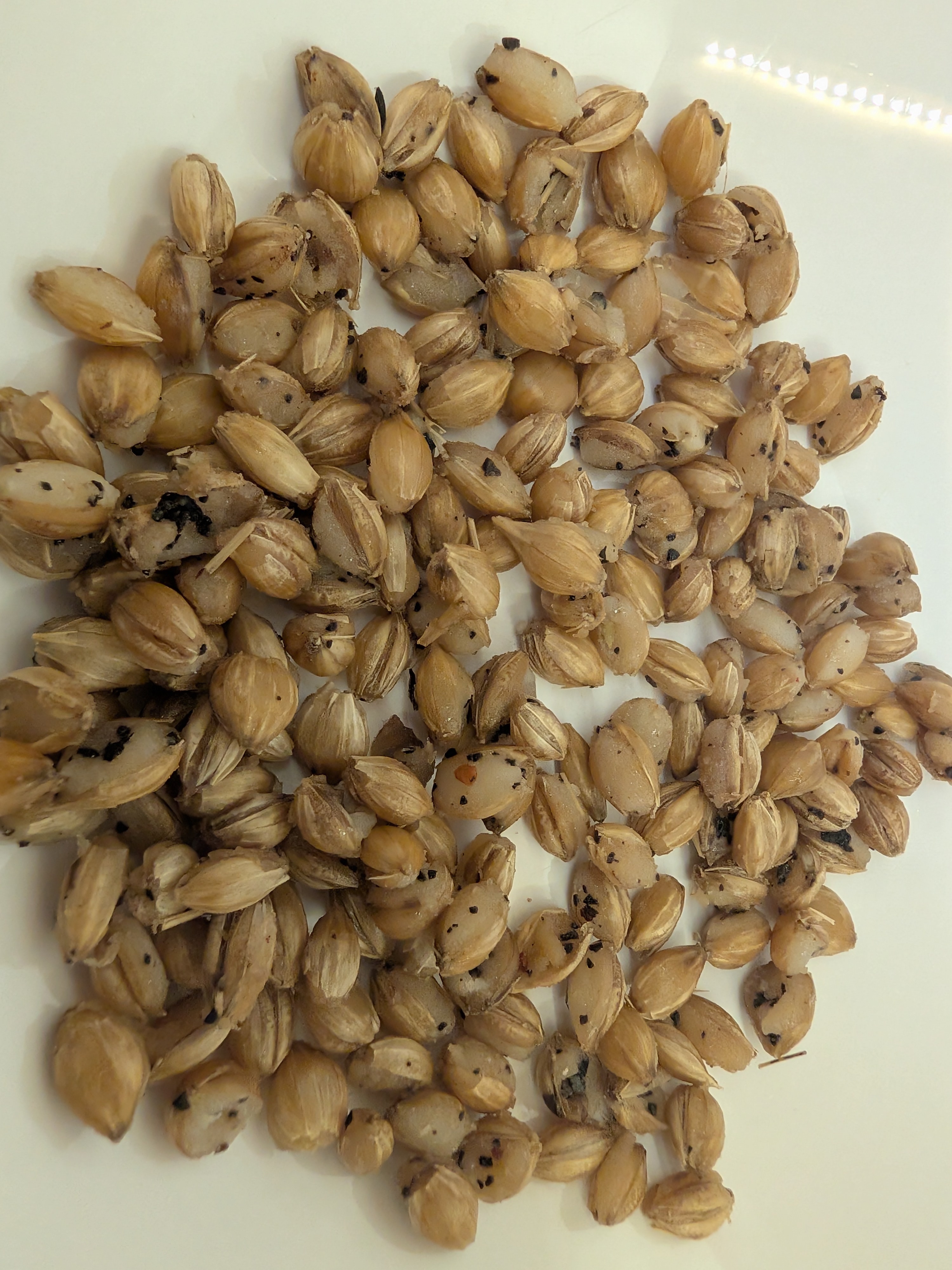 Cooked Barley