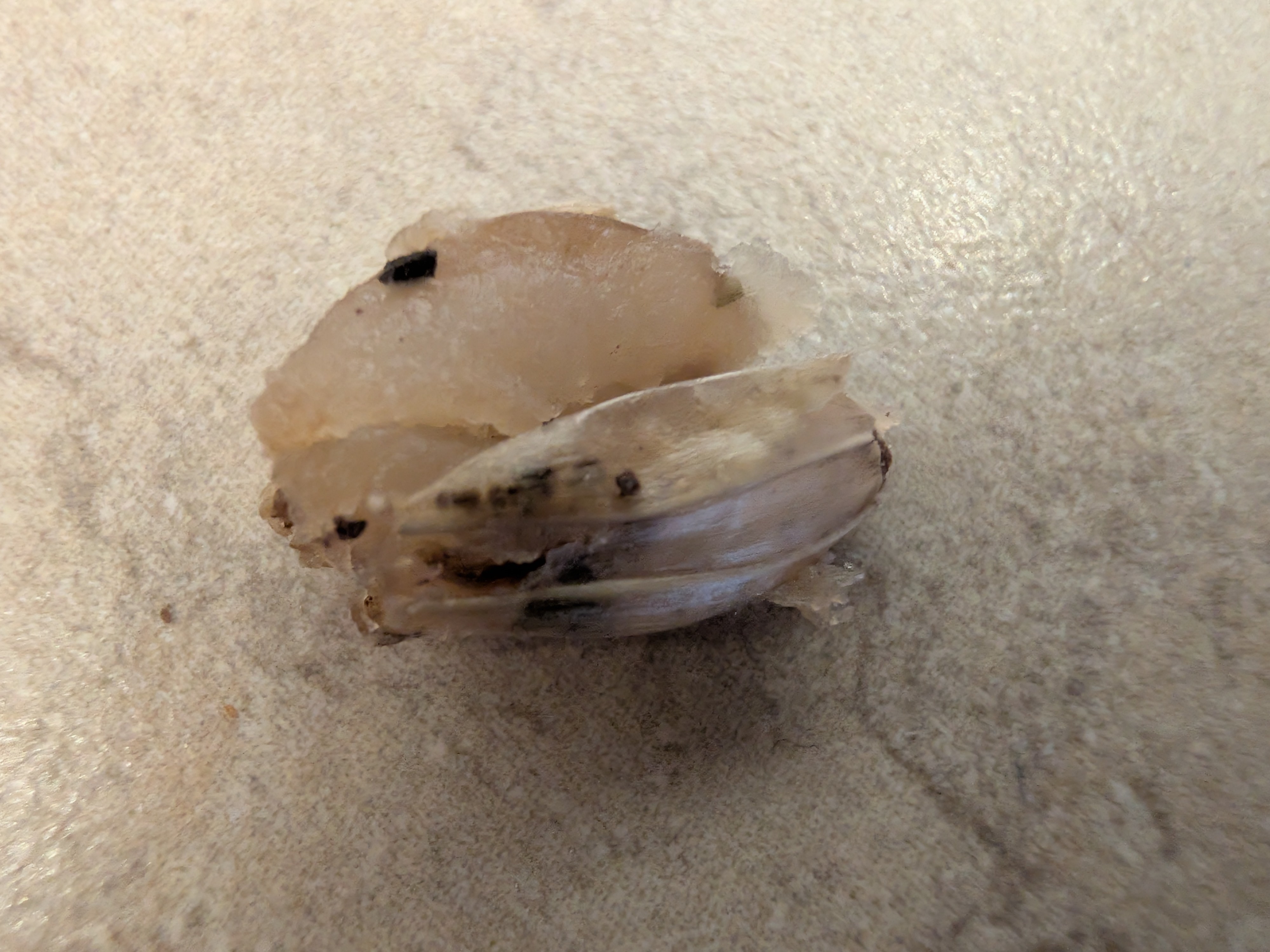 Barley Texture