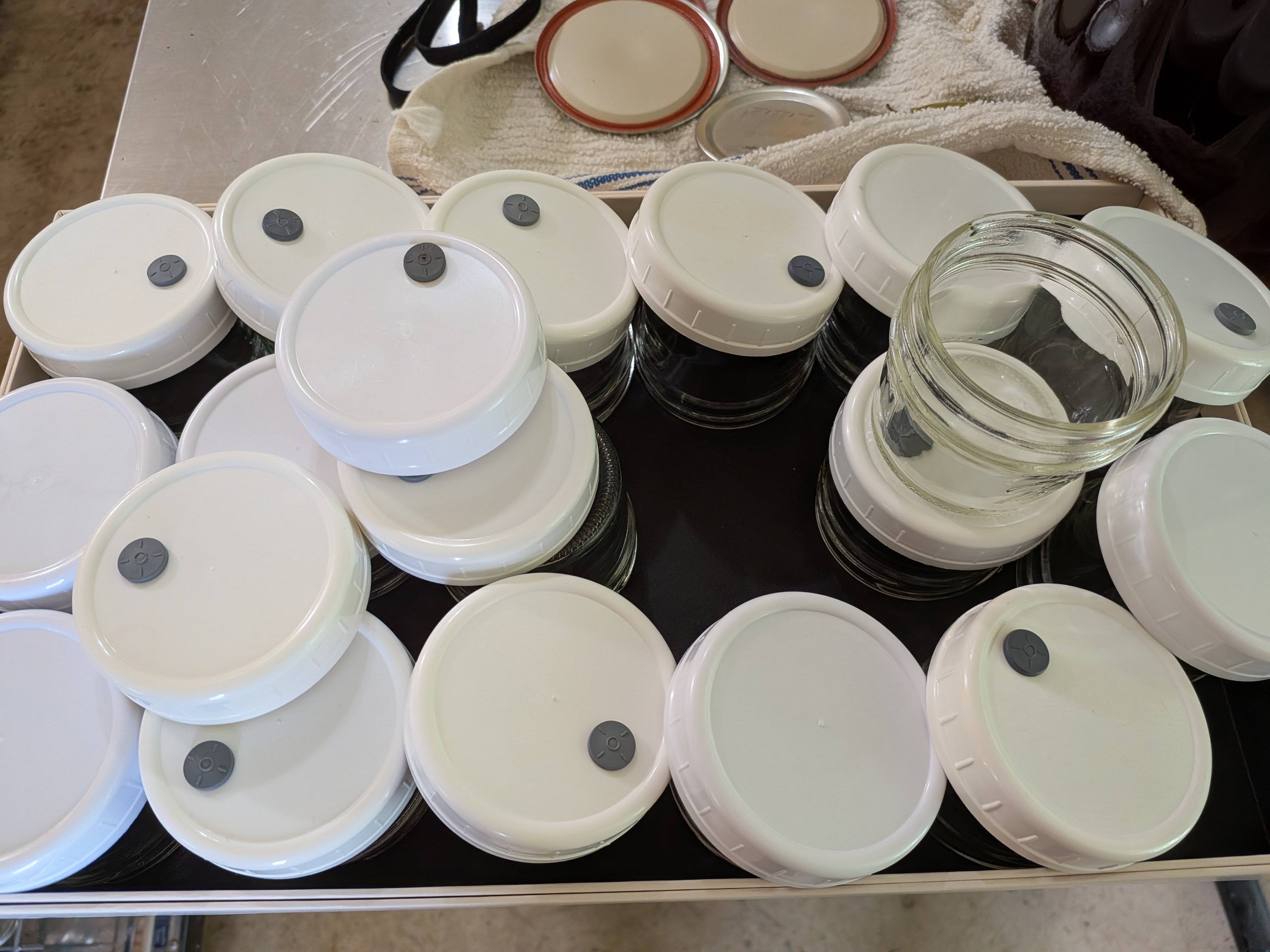 Glass Jars for Agar