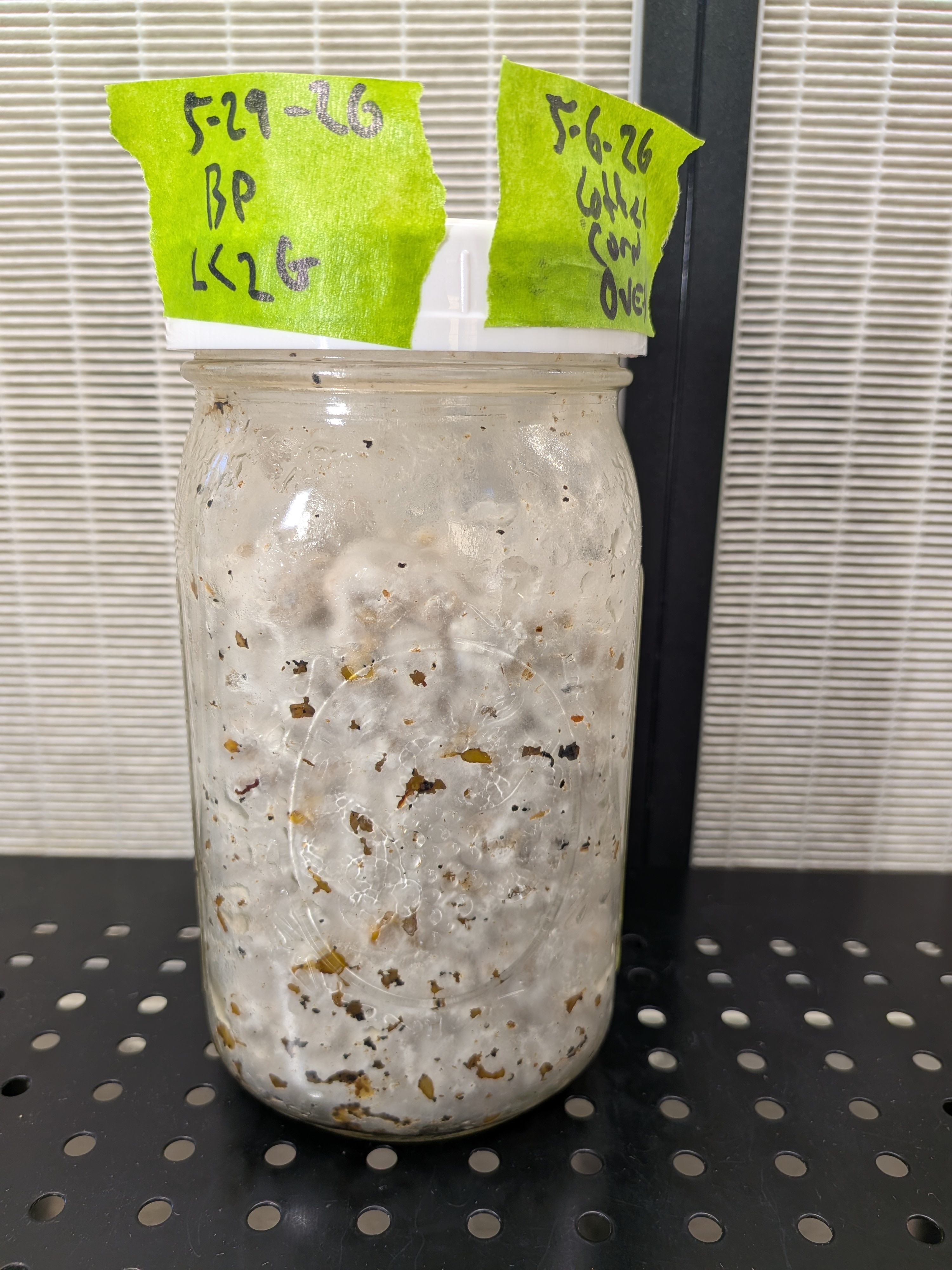 Black Poplar Full Colonization