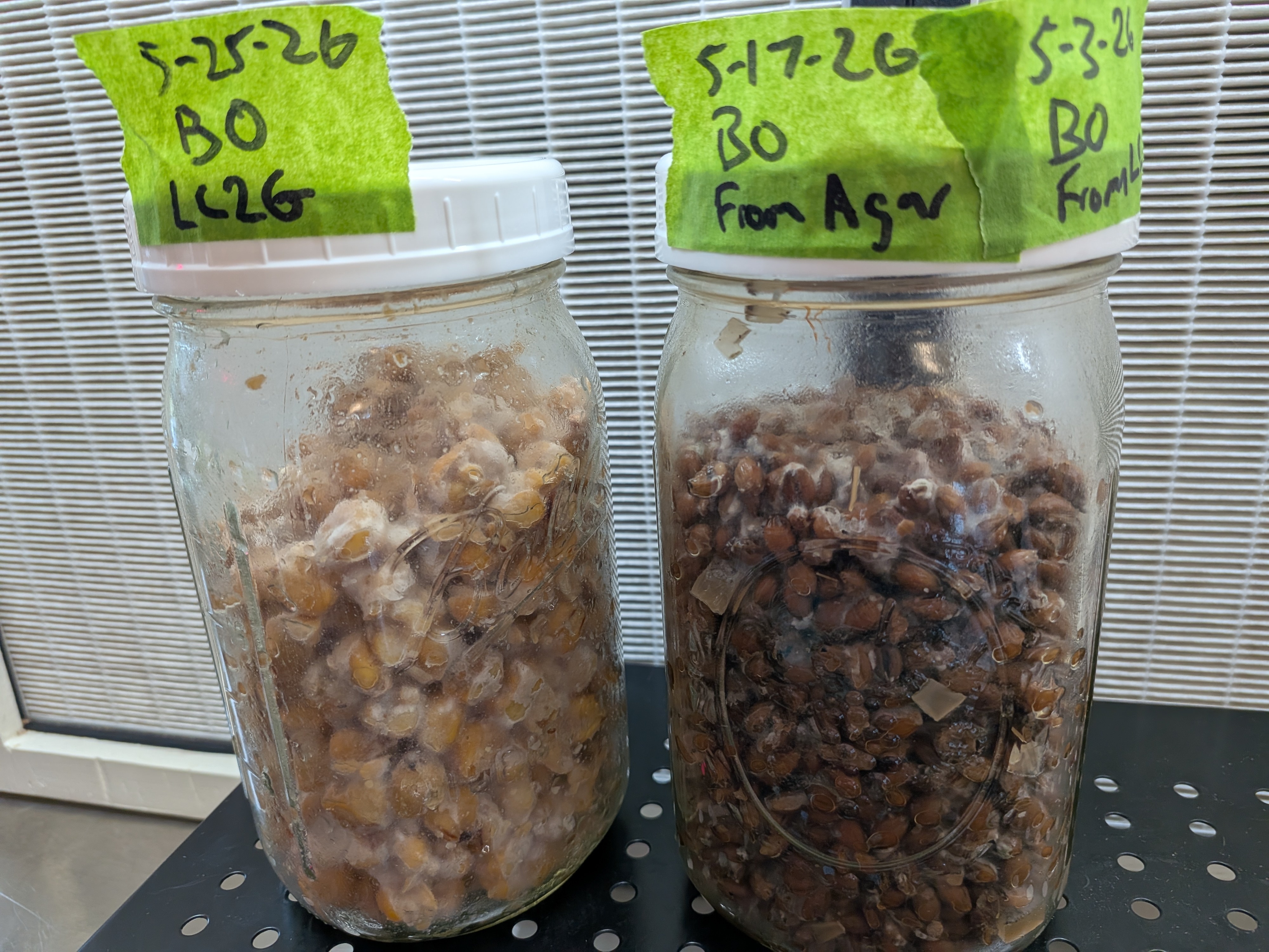 Blue Oyster Grain Jars Comparison