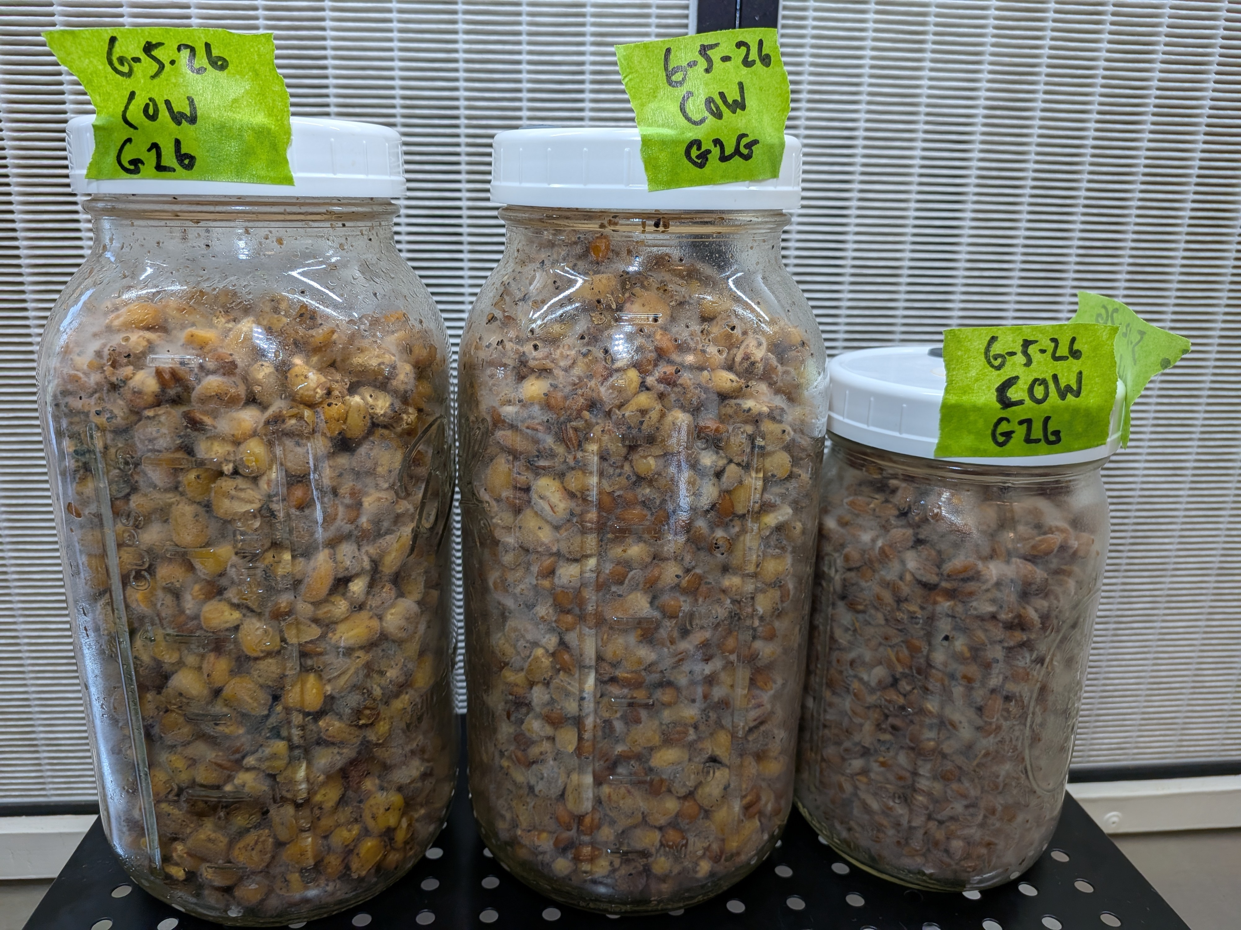 COTW G2G Colonization