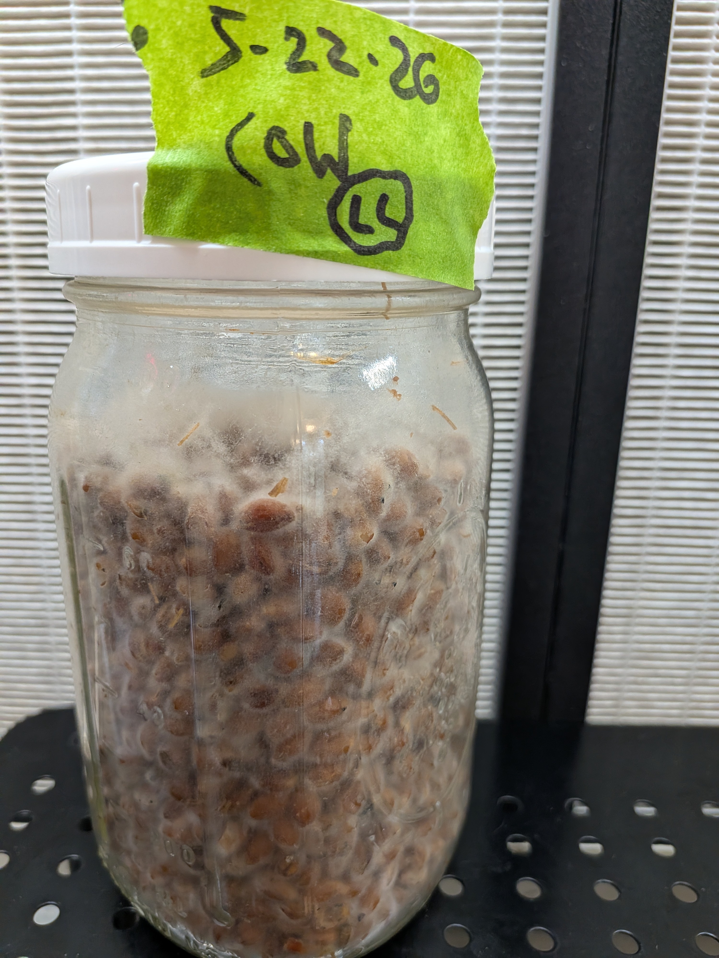 Chicken of the Woods Grain Jar