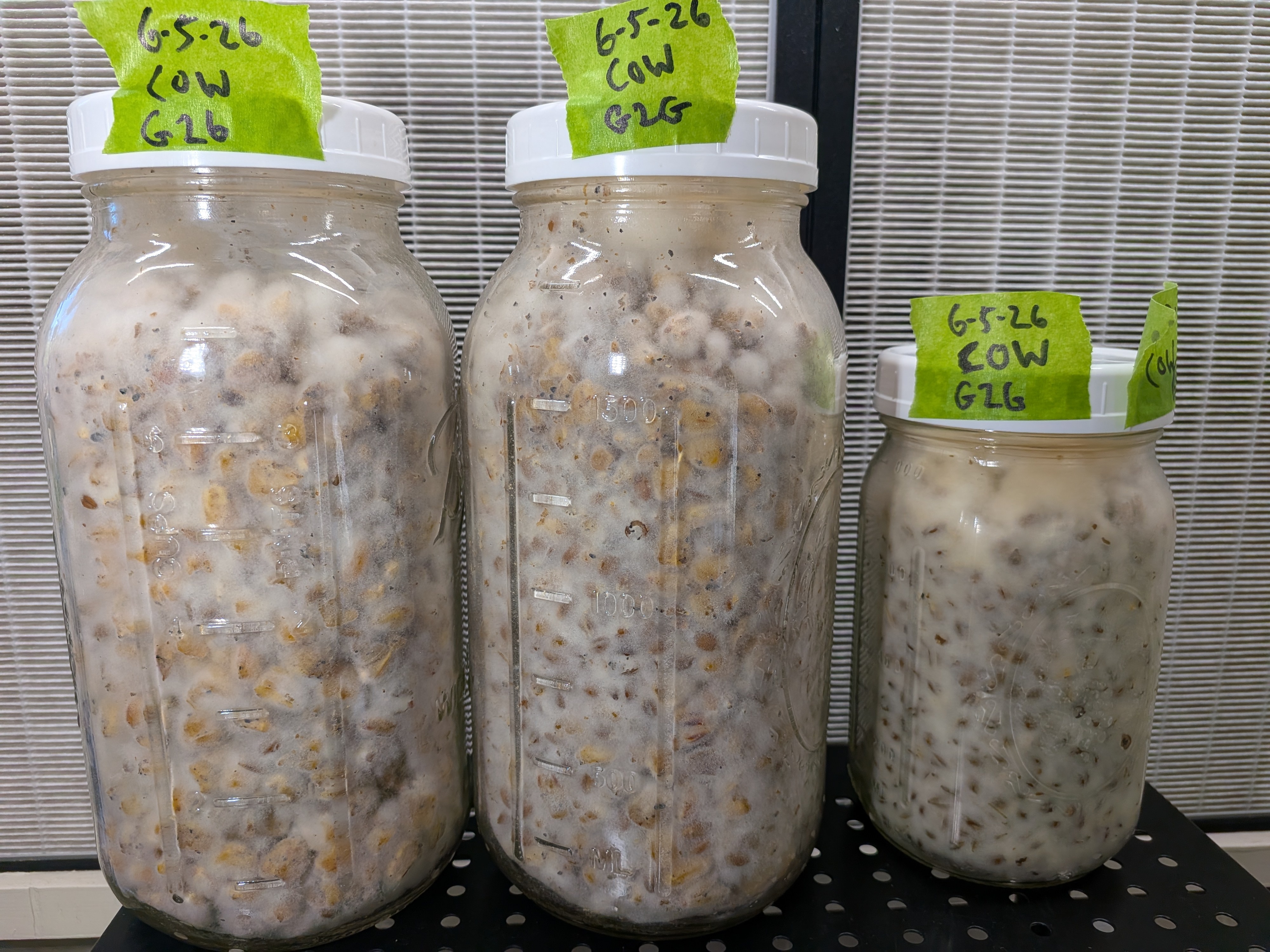 Chicken of the Woods Fully Colonized