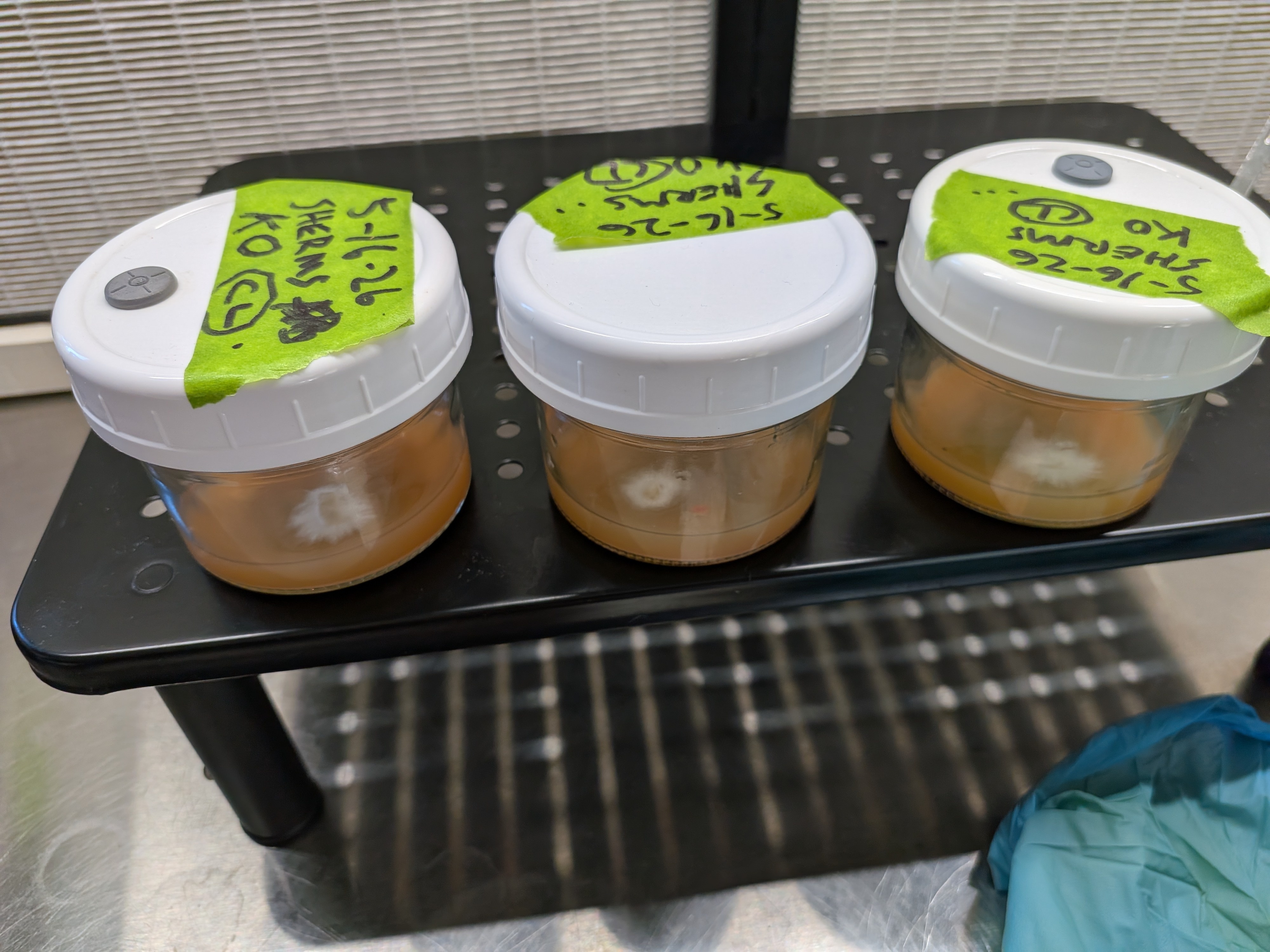 King Oyster Trial