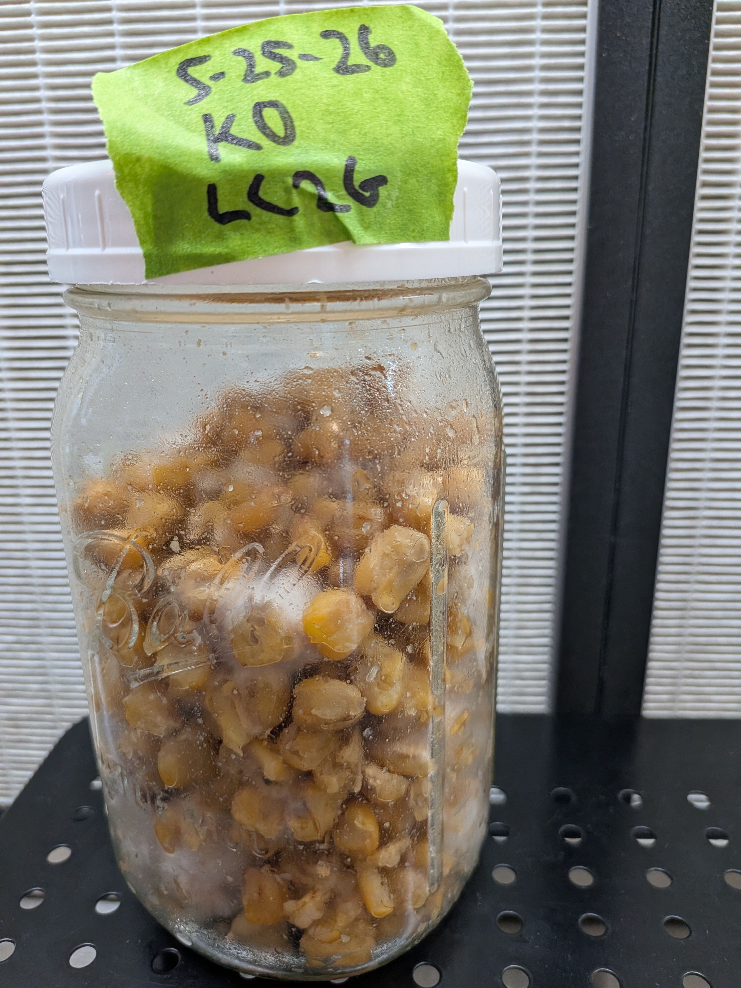 King Oyster LC Grain Jar
