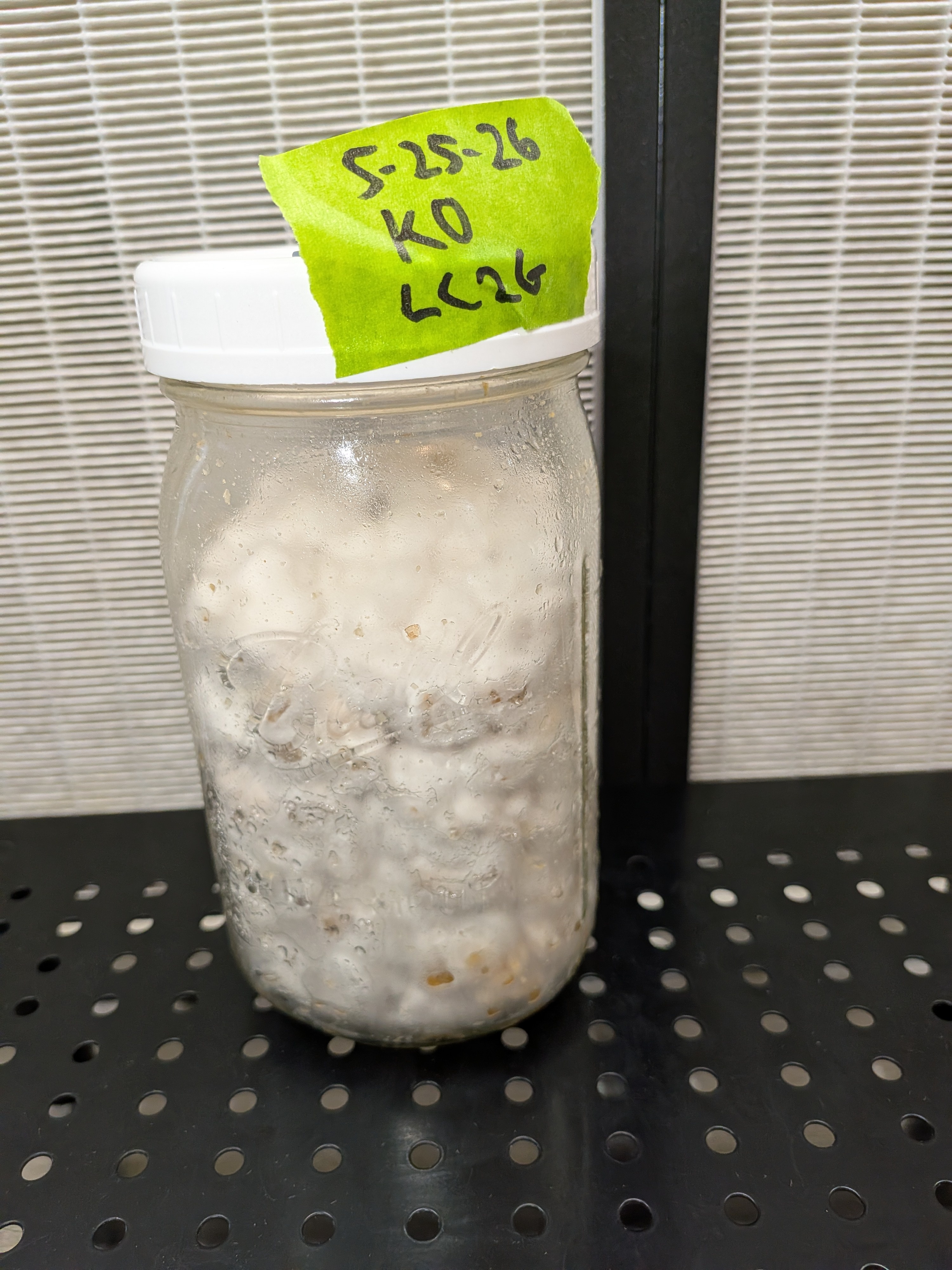 King Oyster LC Beautiful Mycelium