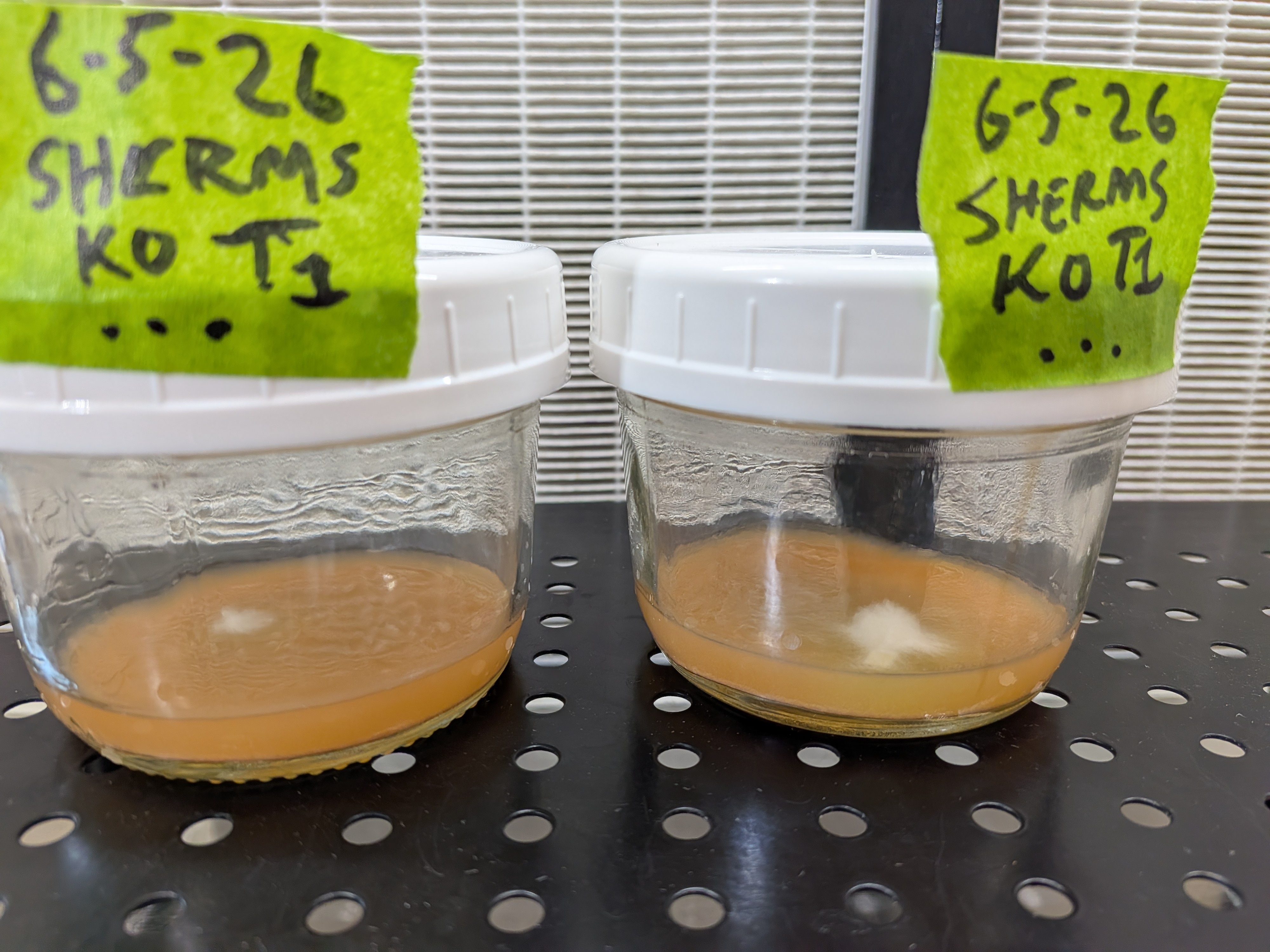 King Oyster Transfer Progress
