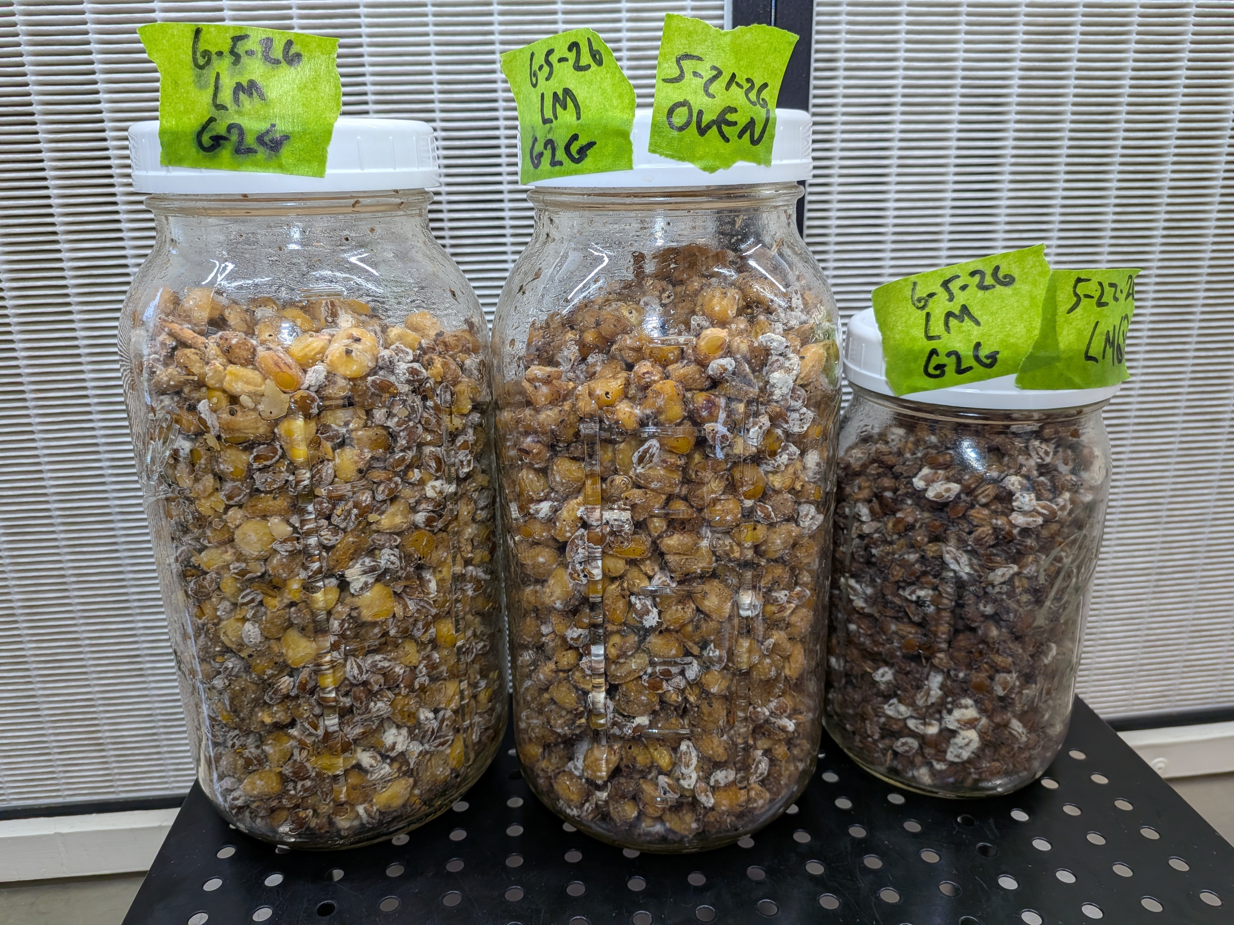 Lion's Mane G2G Progress