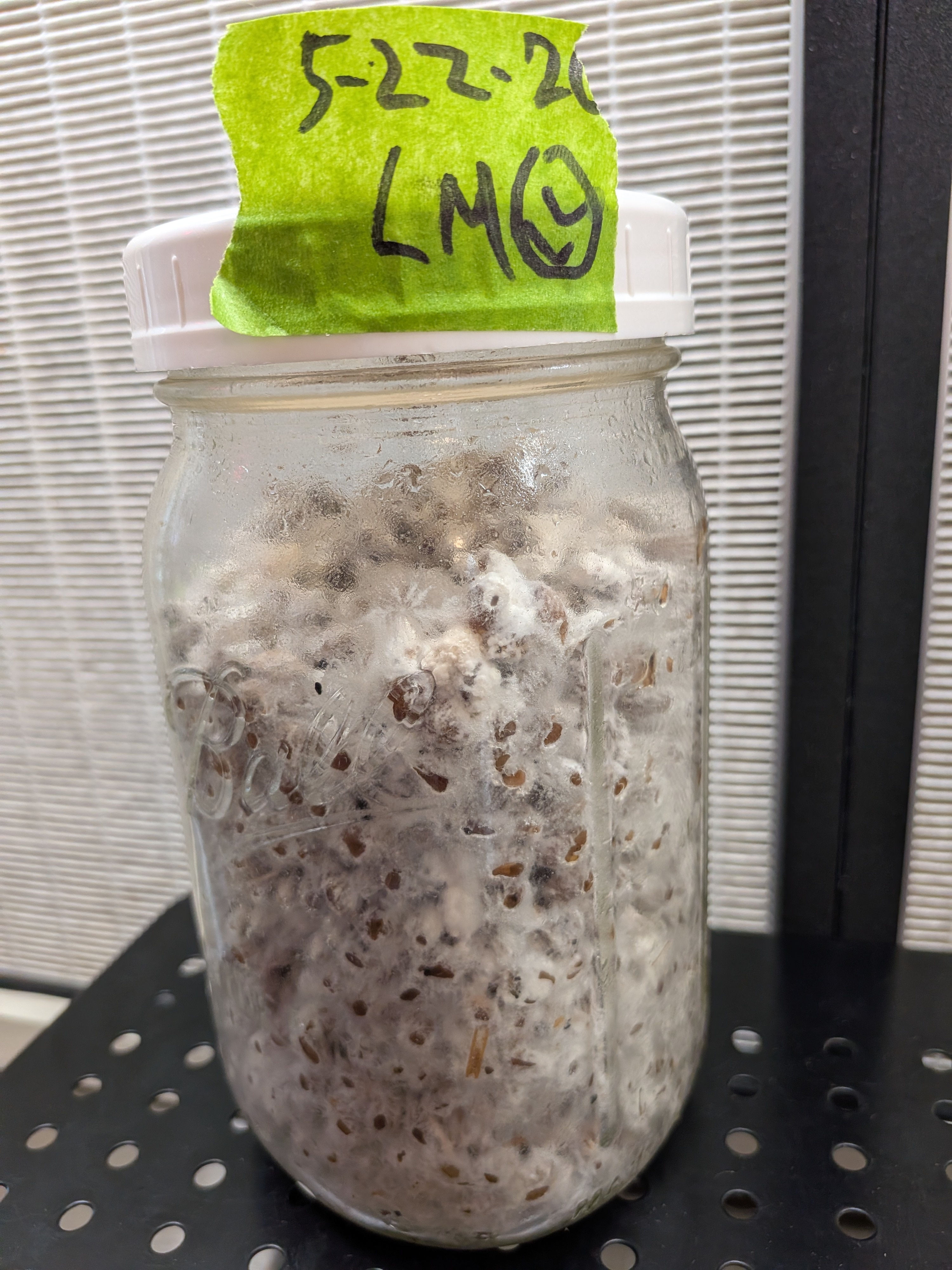 Lion's Mane Grain Jar 1