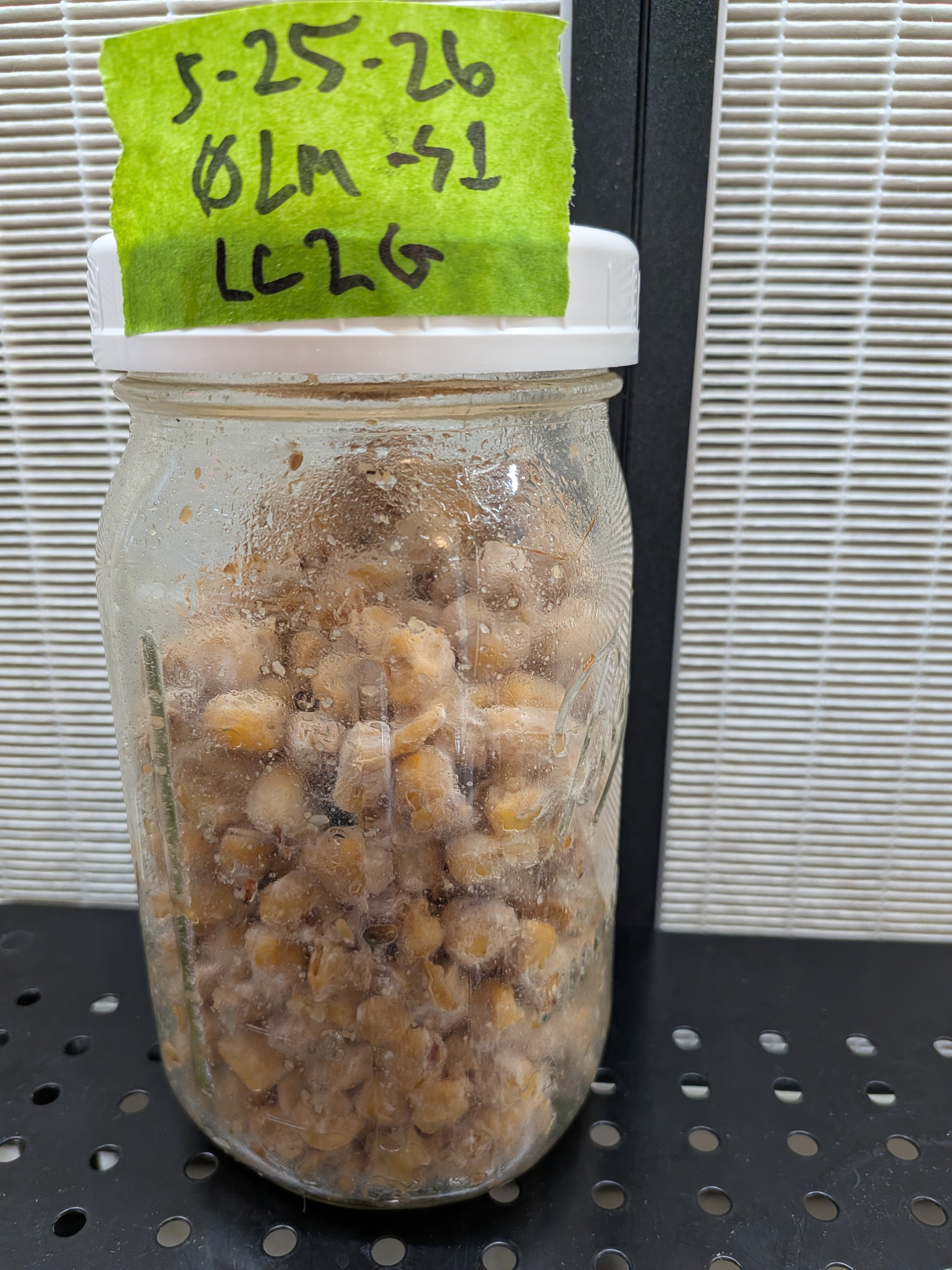 Lion's Mane Grain Jar 2