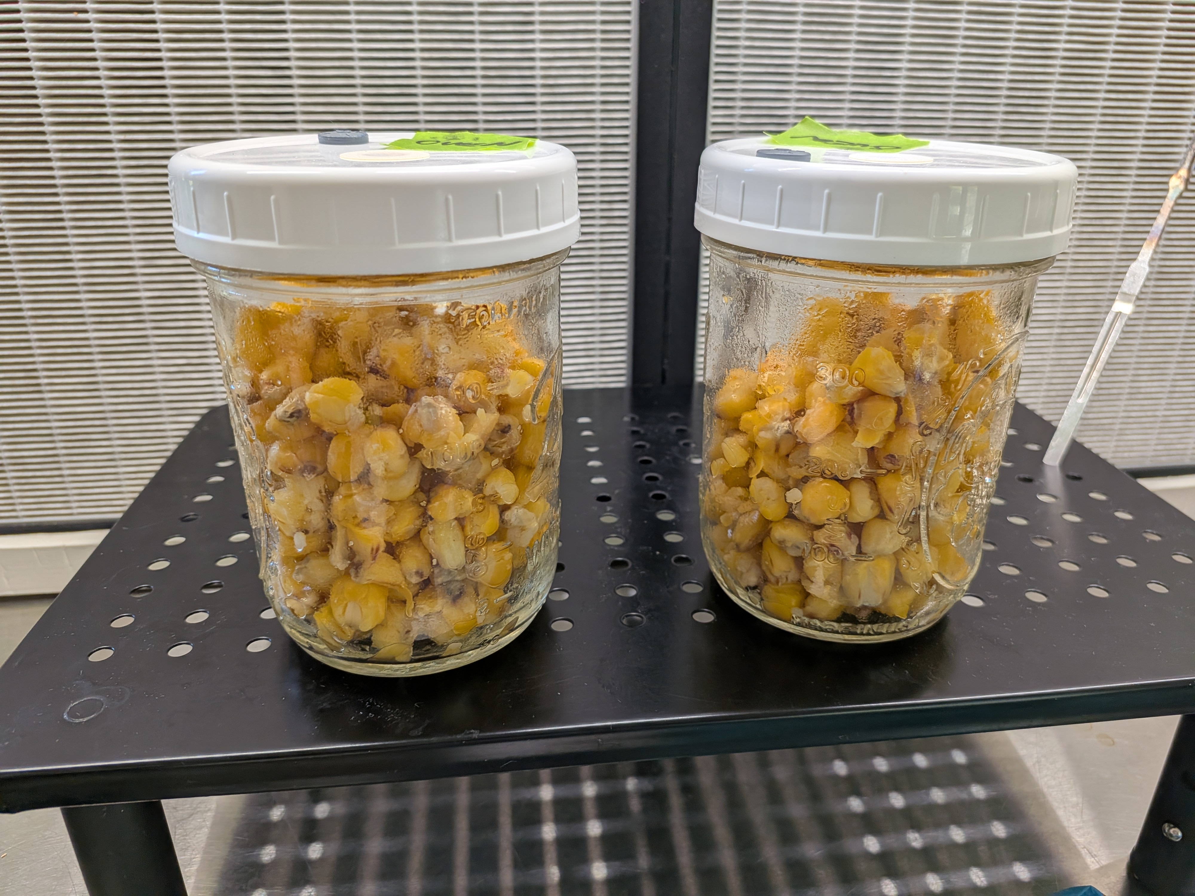 Oven Tek Pints Shelf Life