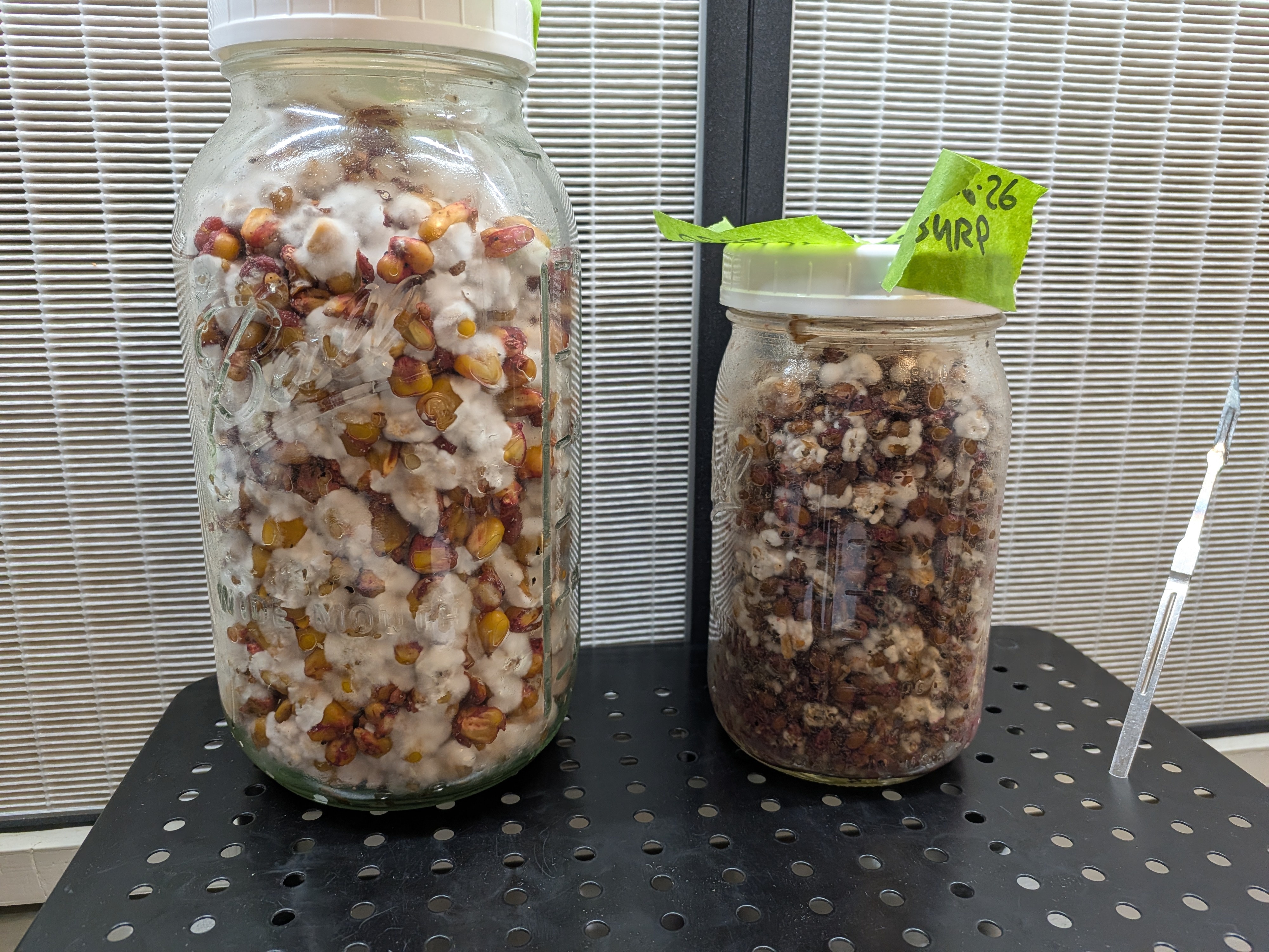 PP5 Lid Growth