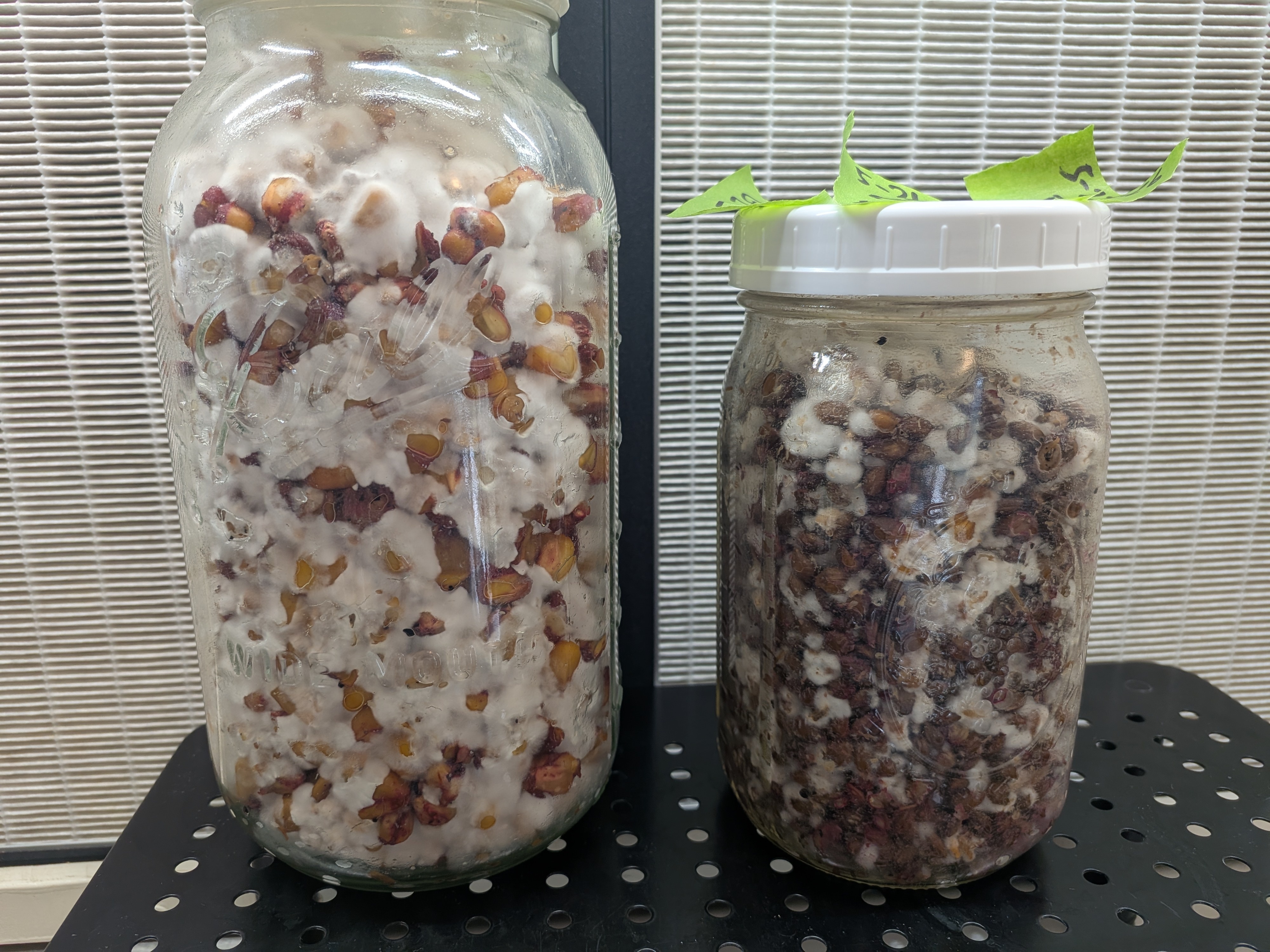 PP5 Lid Growth Latest