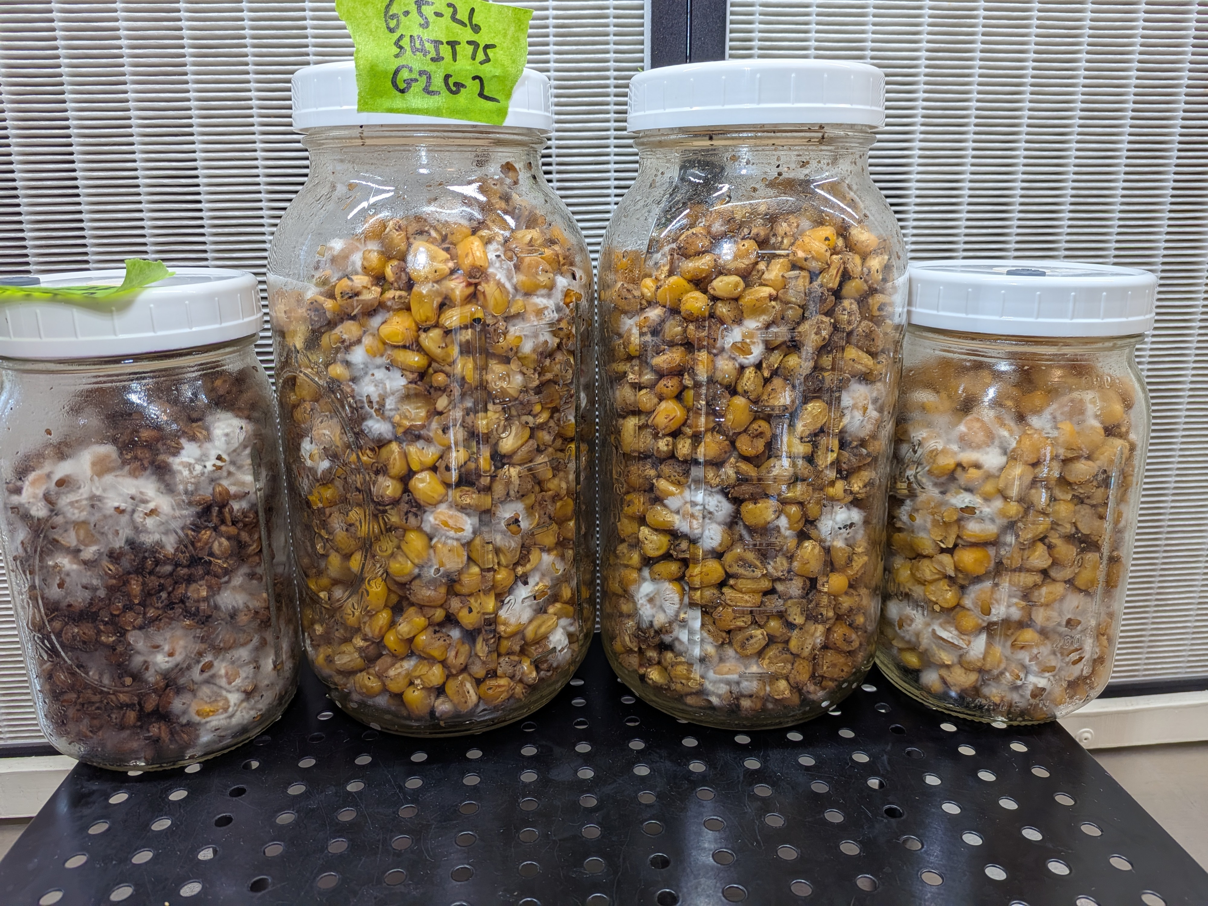 Shiitake 75 G2G Progress