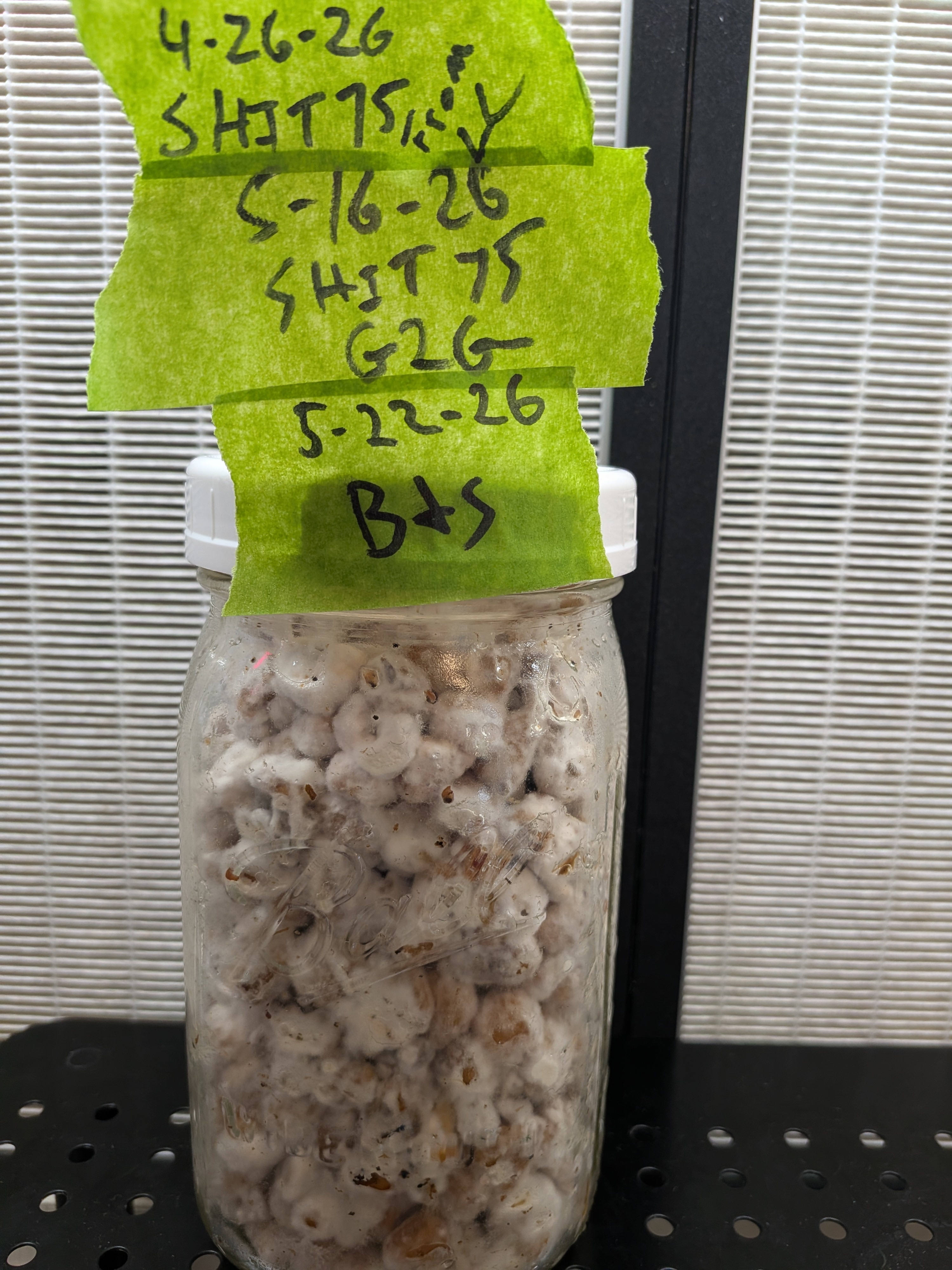 Shiitake 75 Grain Jar
