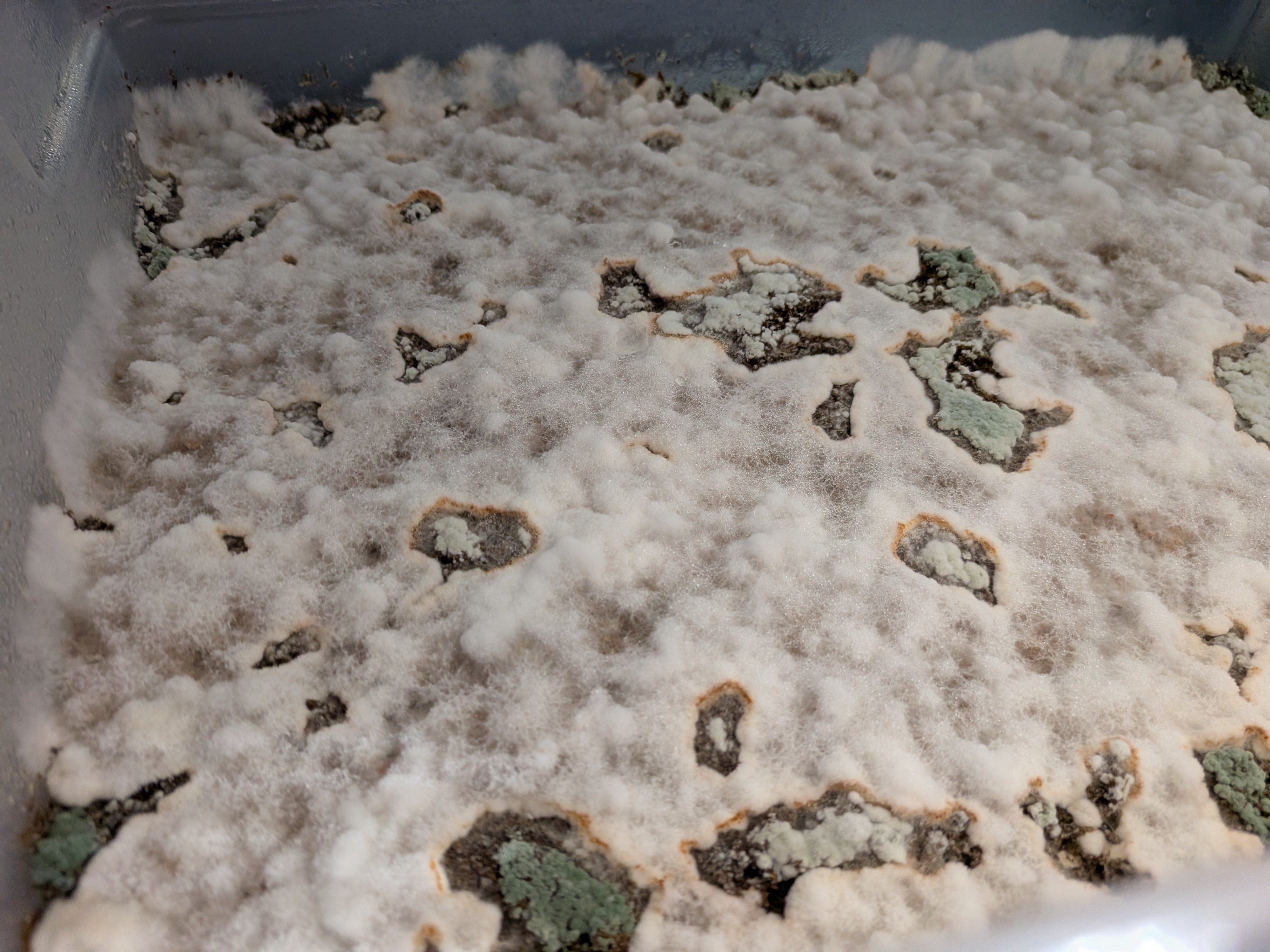 Shiitake 75 Trichoderma 3