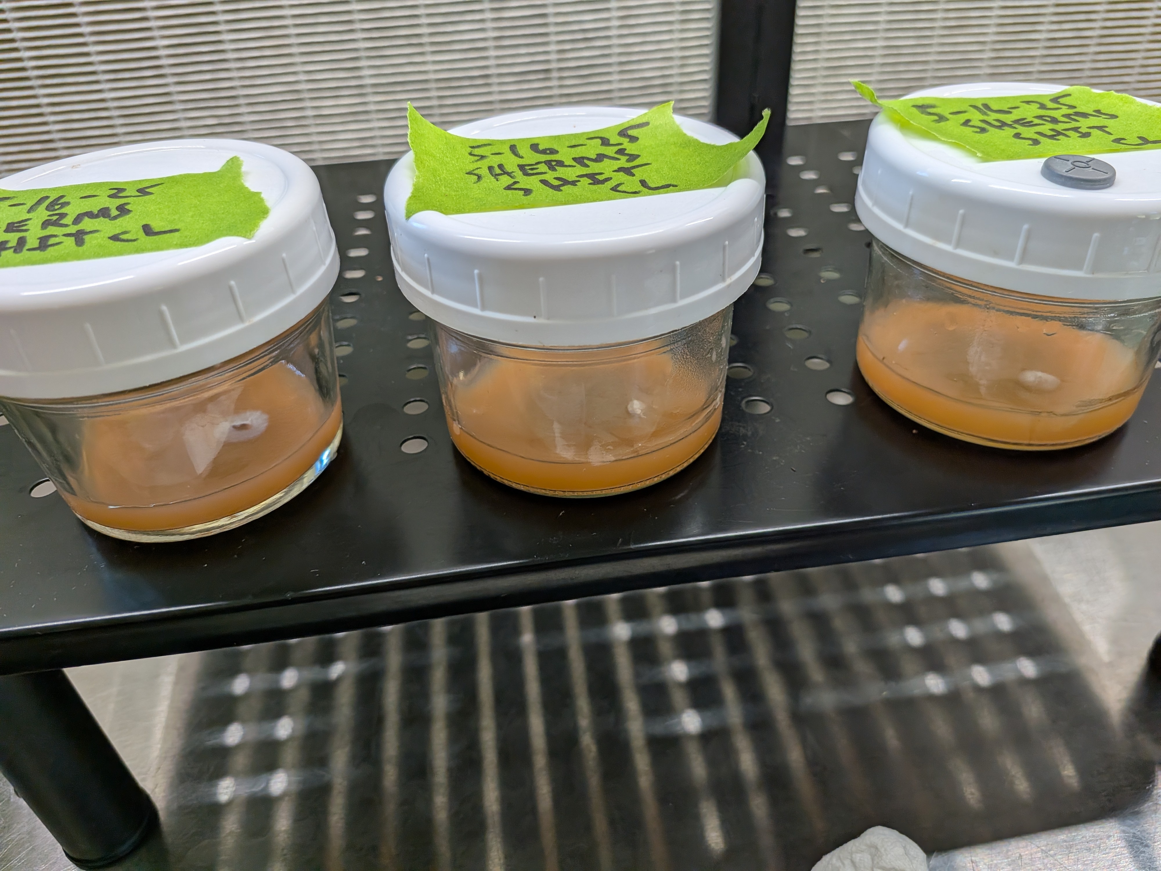 Shiitake Trial