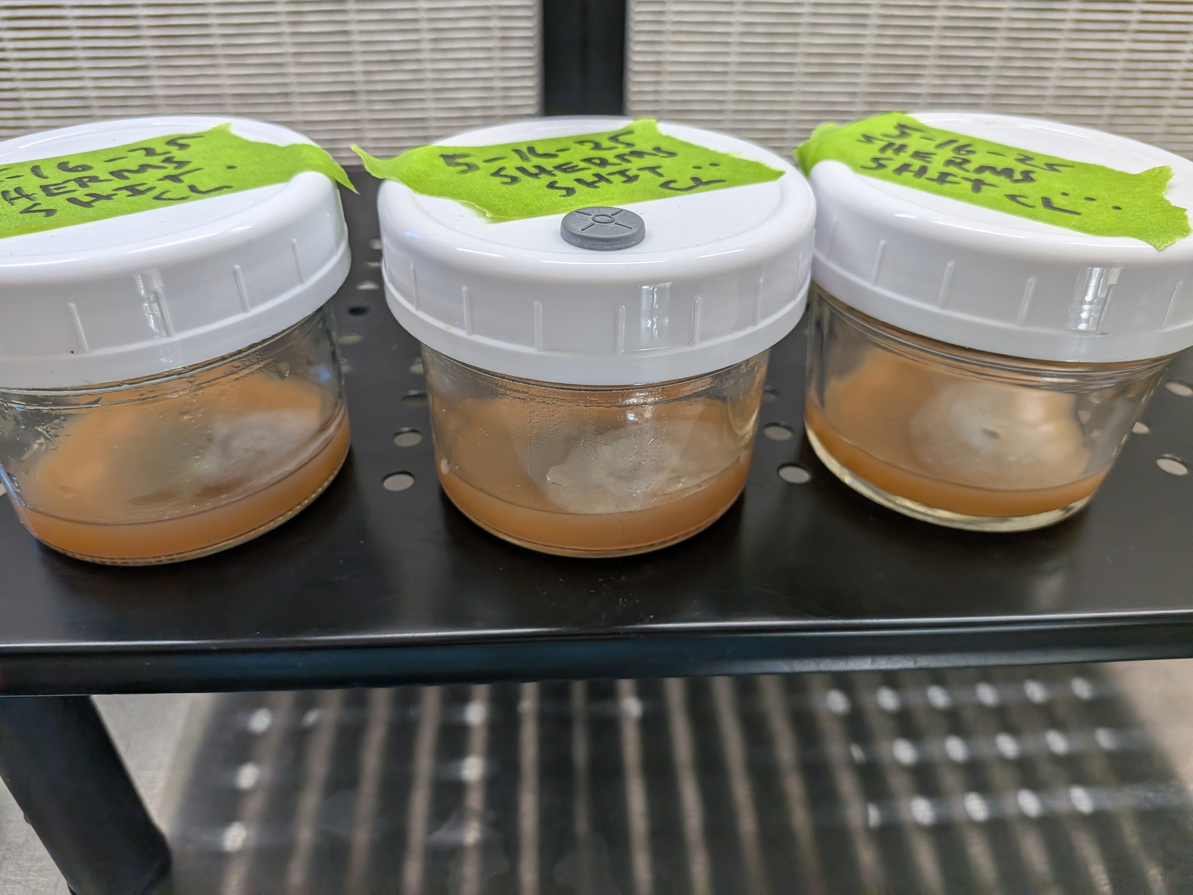 All Shiitake Plates 2026-06-01