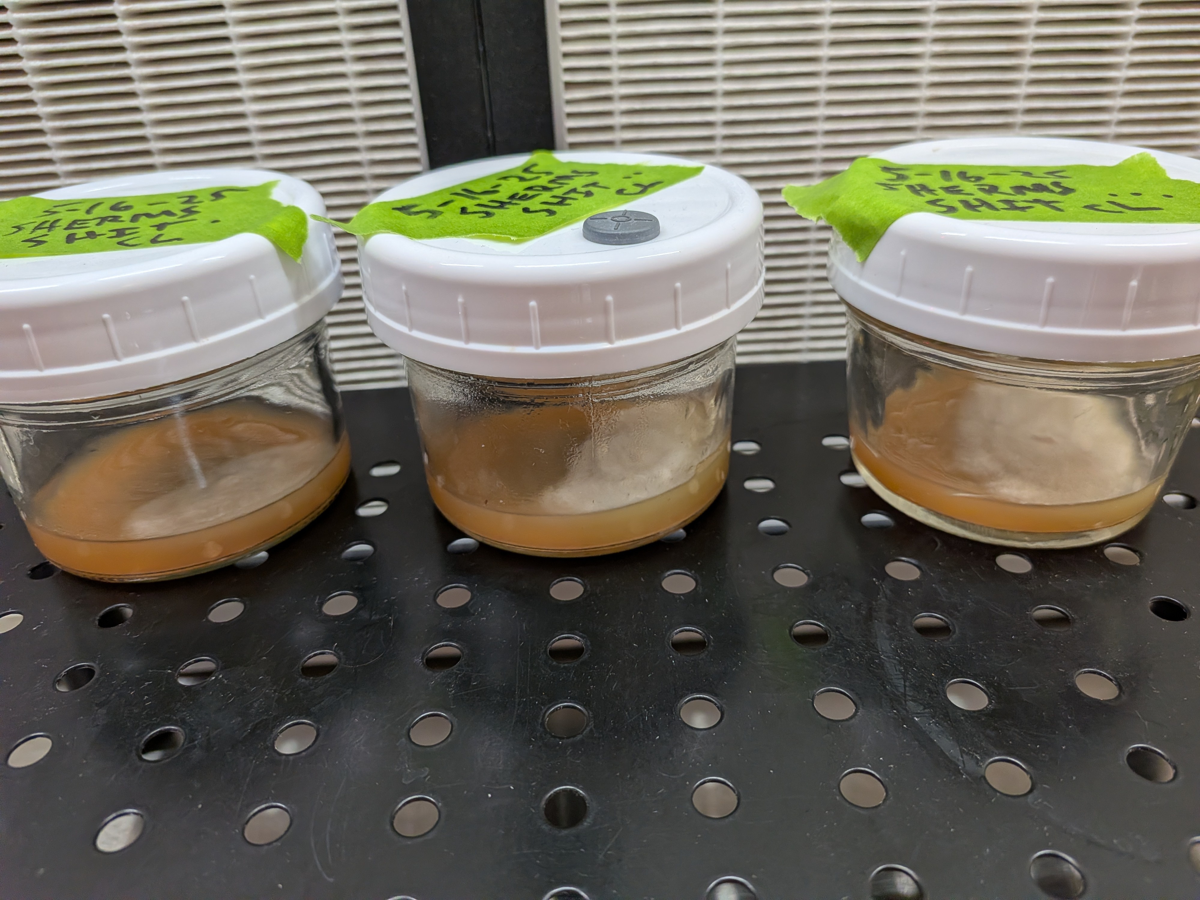 All Shiitake Plates 2026-06-05