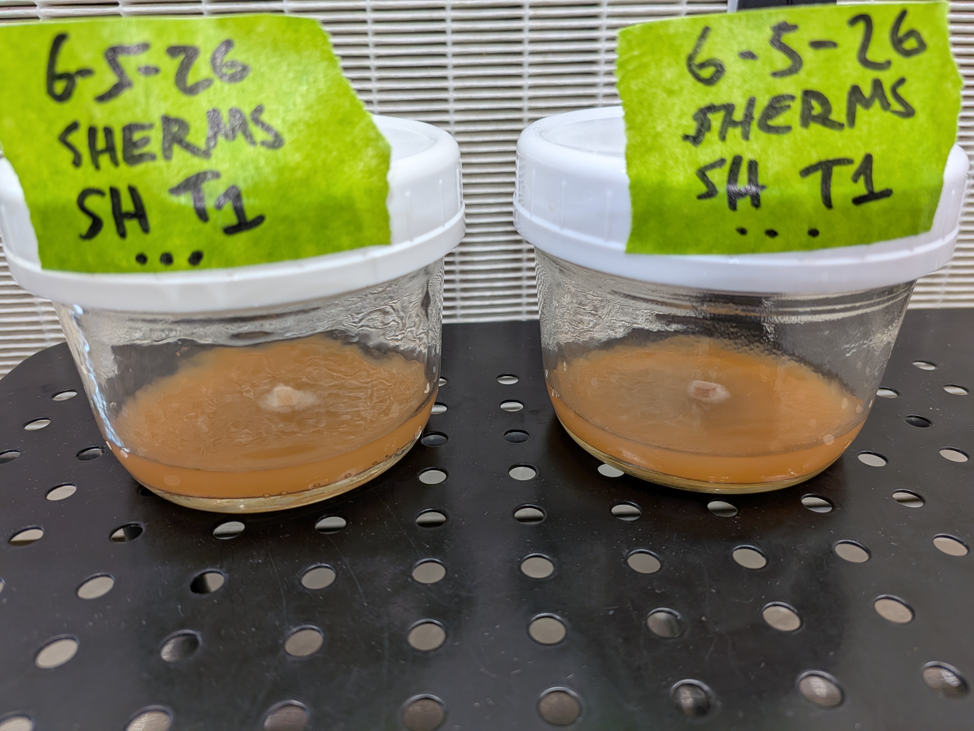 Shiitake Transfer Progress