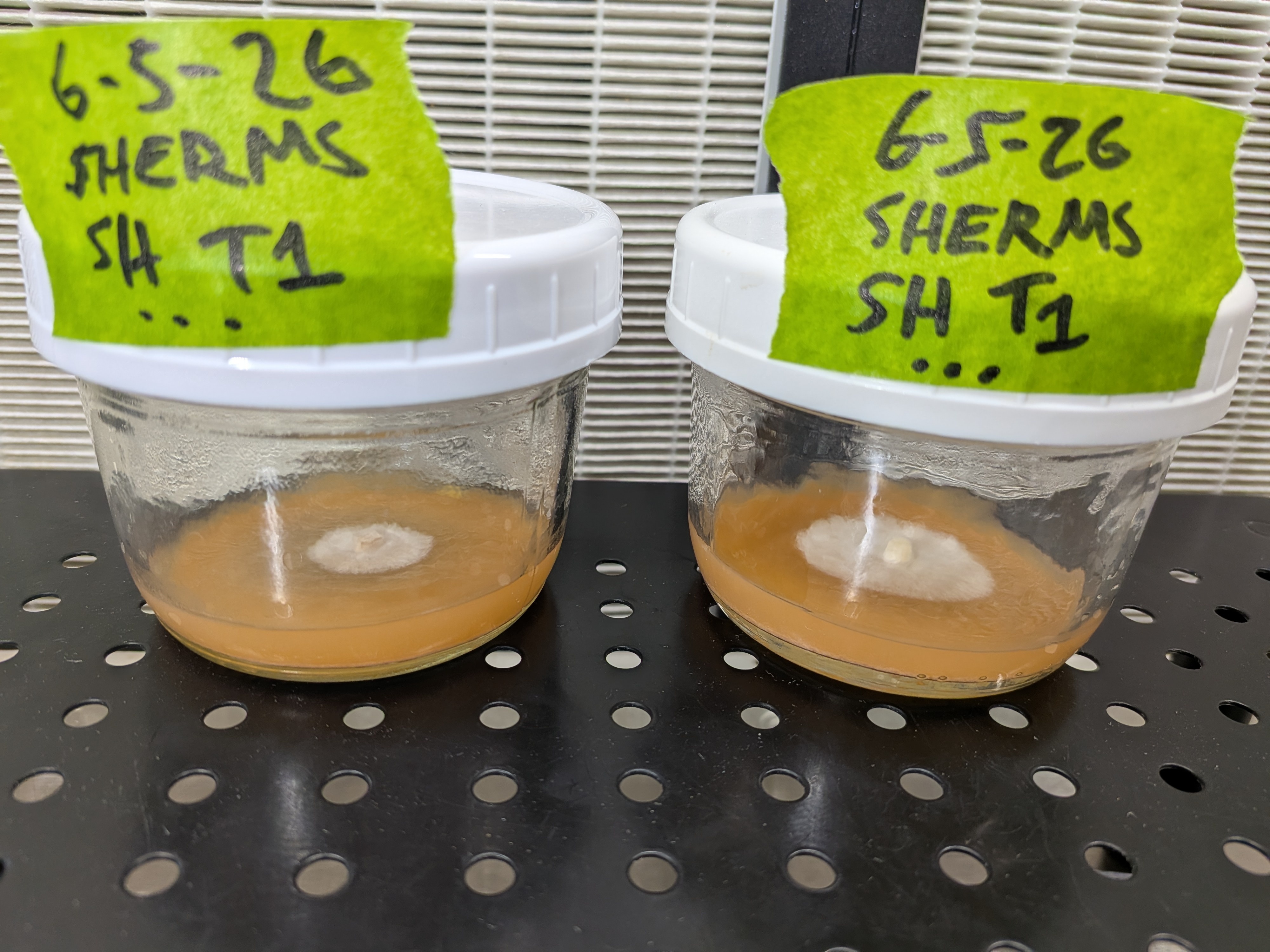 Shiitake Transfers June 16