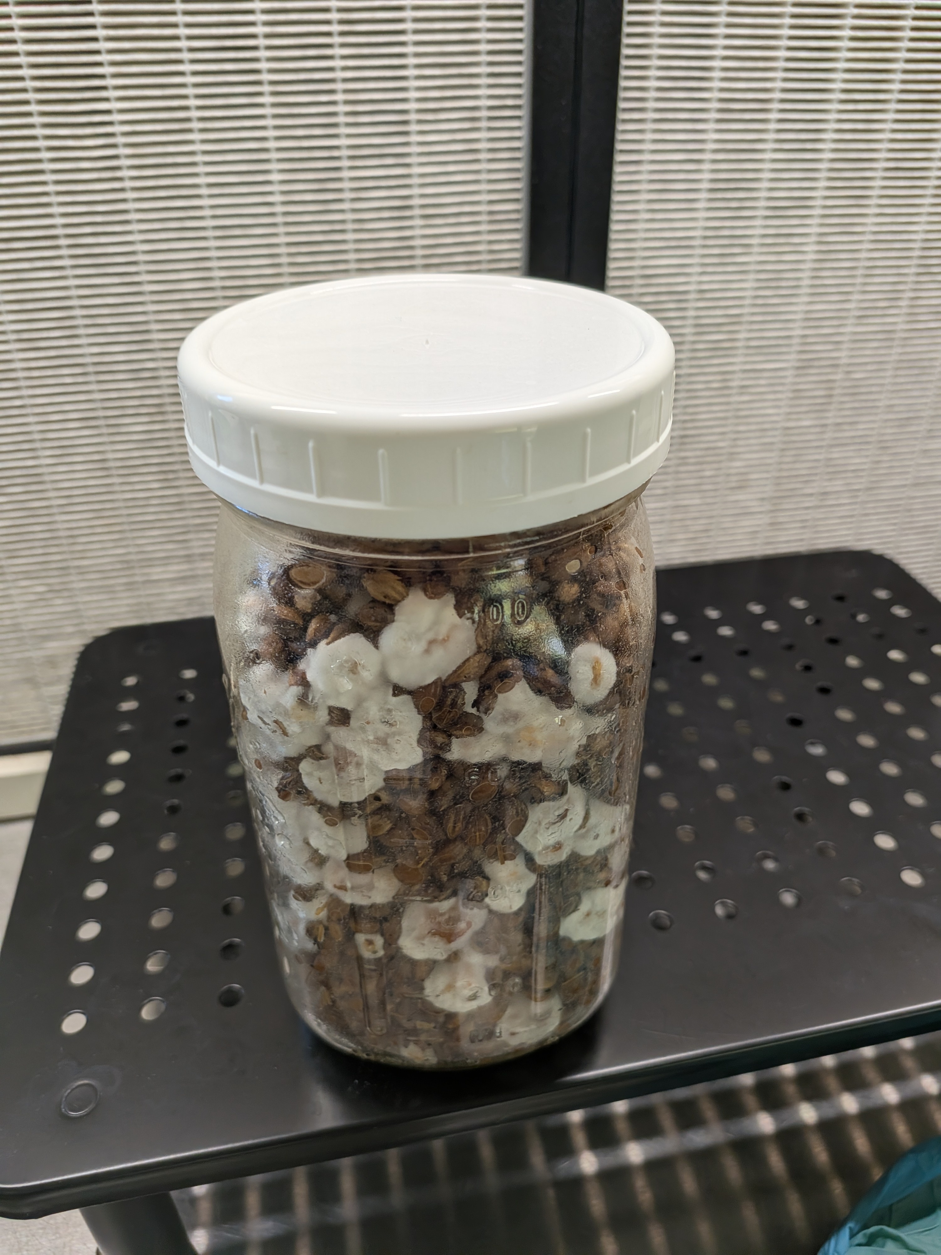Unmodified PP5 Lid Trial